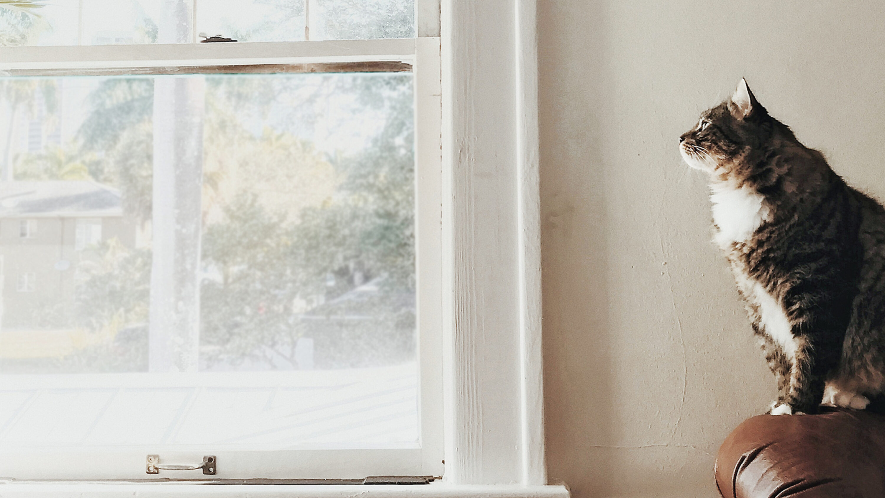 Parlamentsdienste des Kantonsrat Zürich Headerbild Katze 2025