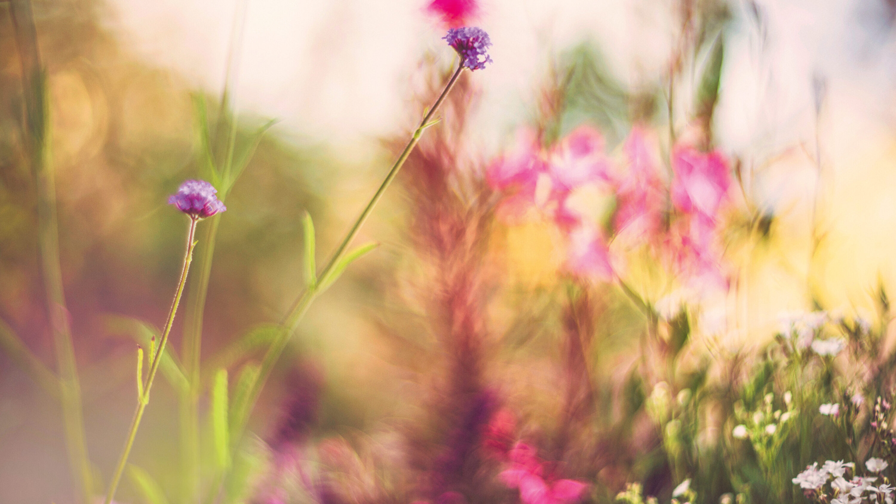 Blumenwiese in unscharfer Nahaufnahme