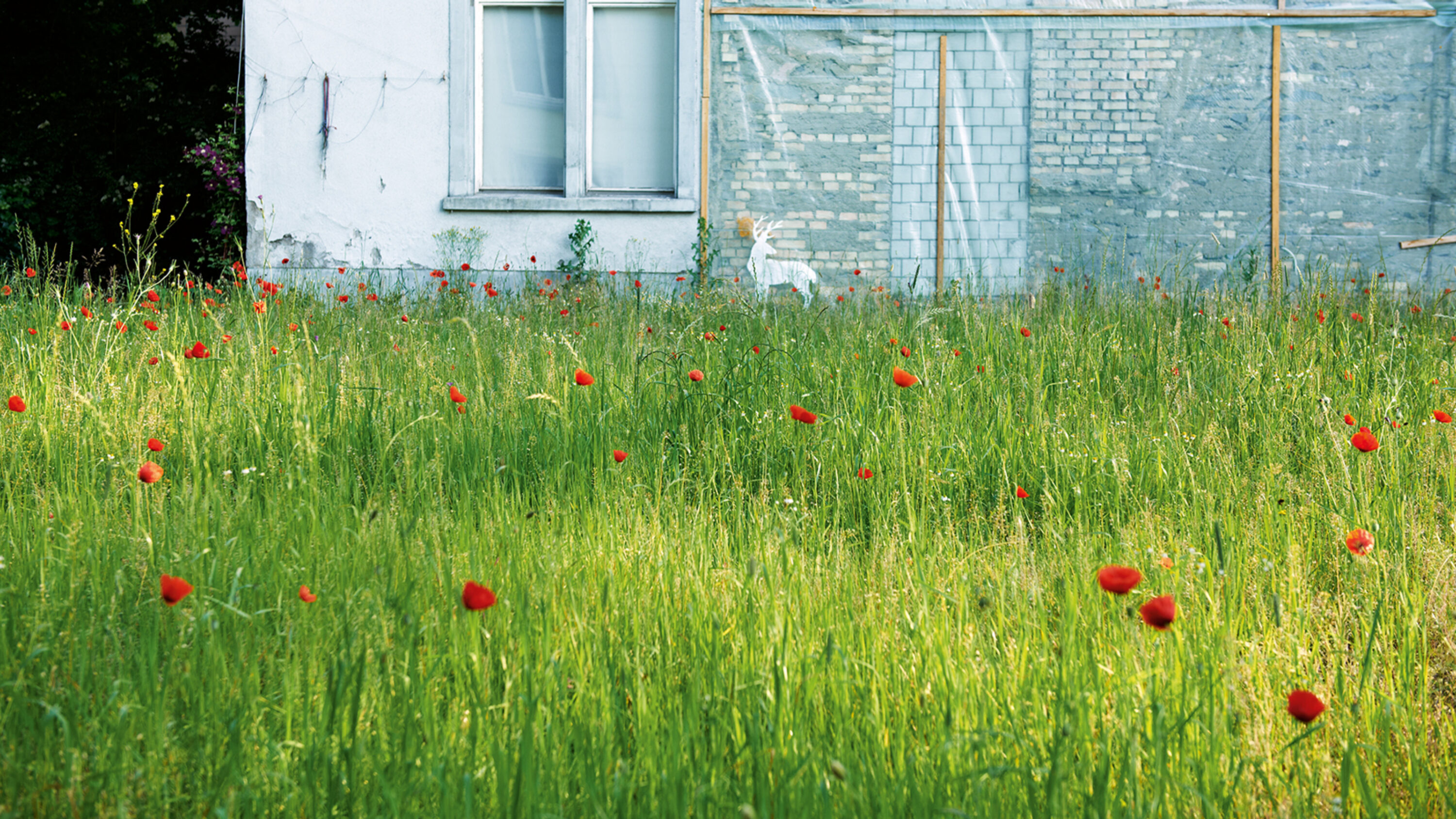 Blumenwiese vor einem verlassenen Gebäude