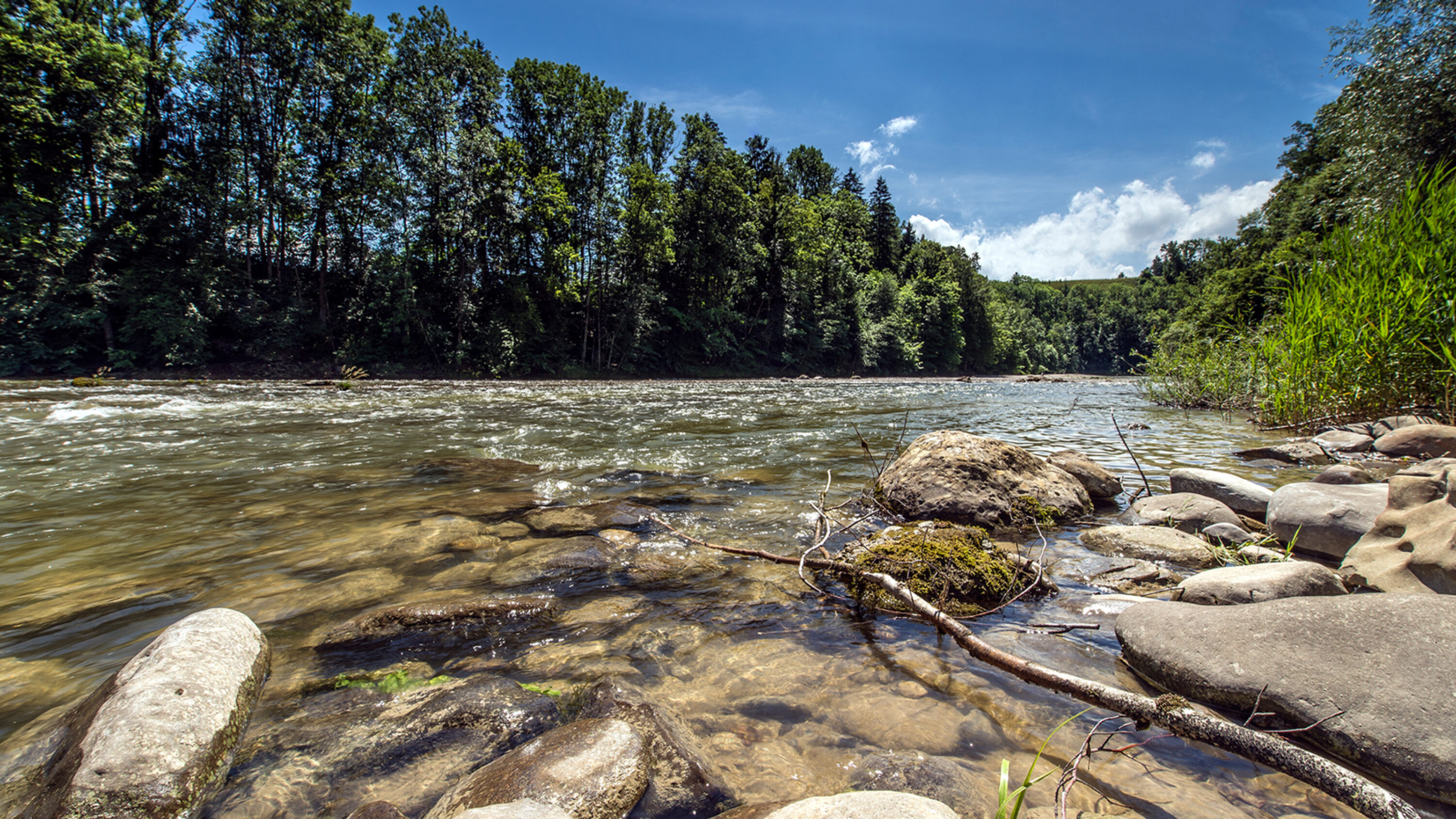 Flussufer mit klarem Wasser, Steinen und Wald im Hintergrund bei sonnigem Wetter.
