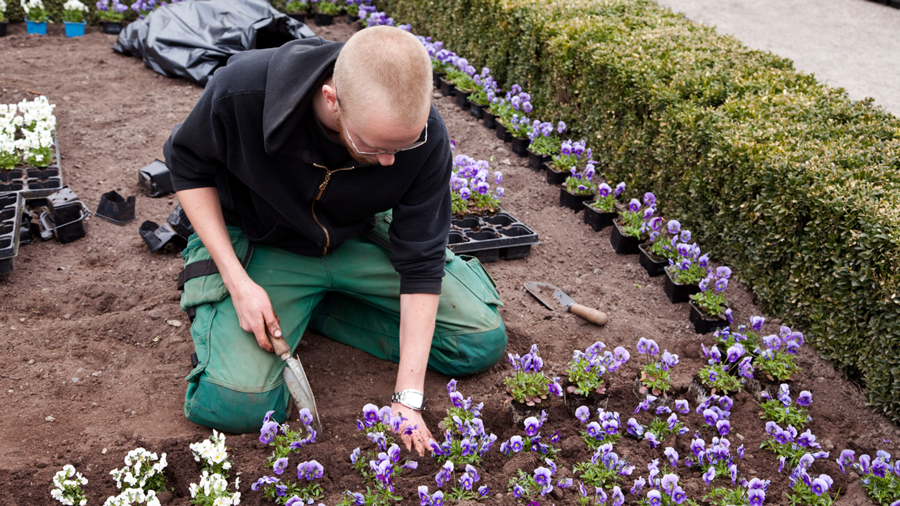Gärtner beim Einpflanzen von Blumen.